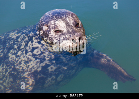 Seehund Phoca Vitulina Victoria "Vancouver Island" Britisch-Kolumbien Kanada Stockfoto