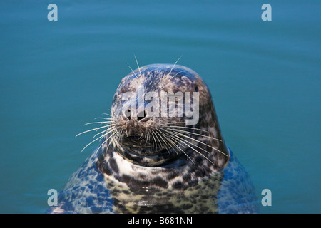 Seehund Phoca Vitulina Victoria "Vancouver Island" Britisch-Kolumbien Kanada Stockfoto