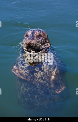 Seehund Phoca Vitulina Victoria "Vancouver Island" Britisch-Kolumbien Kanada Stockfoto