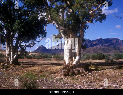 Eukalyptusbäume in den Ausläufern der Flinders Ranges, South Australia größte Gebirge Stockfoto