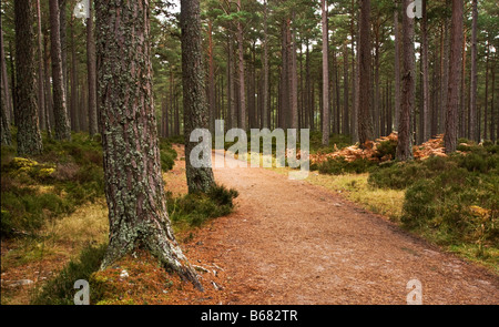 Wald-Track, Rothirmurchus Estate, Schottland Stockfoto