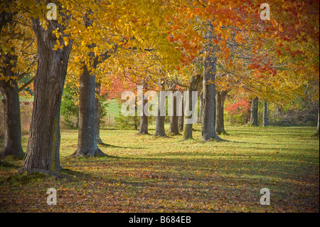 Herbstliche Bäume fallen Laub, Pennsylvania USA Stockfoto