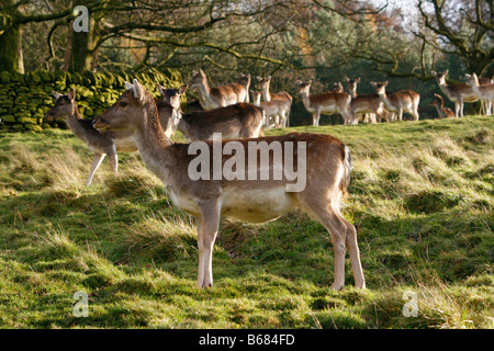 Herde Damhirsche (Dama Dama) Stockfoto