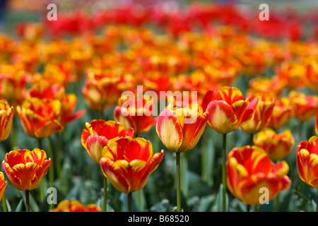Tulpen Stockfoto