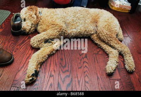 Großpudel auf Boden schlafen Stockfoto