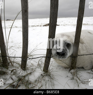 Grey seal Pup Halichoerus Grypus neben einem Zaun im Schnee Donna Nook Lincolnshire Stockfoto