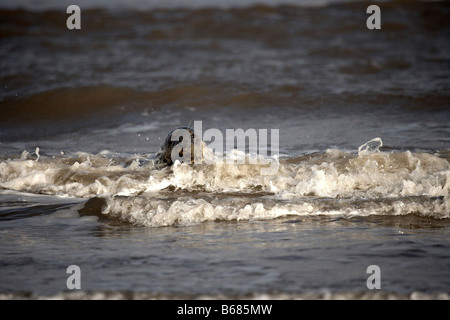 Kegelrobben Halichoerus Grypus spielen in der Brandung Donna Nook Lincolnshire Stockfoto