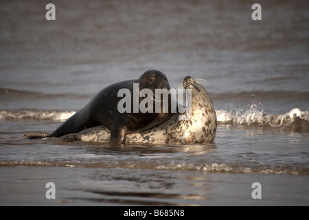 Graue Dichtungen Halichoerus Grypus spielen in der Brandung Donna Nook Lincolnshire Stockfoto