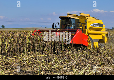 Sonnenblumen Pflanzen in Frankreich Stockfoto