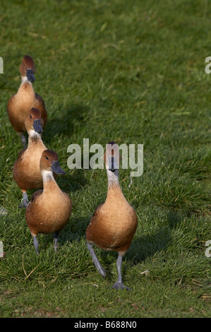 Gefiederte oder Ente Eyton Pfeifen Stockfoto