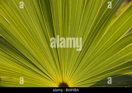 Bahamas Grand Bahama Island Lucaya Nationalpark Detail der Palmwedel Stockfoto
