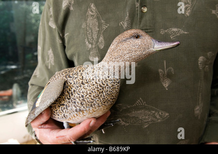 Dekorative Ente Lockvogel Chesapeake Bay Volkskunst. Stockfoto