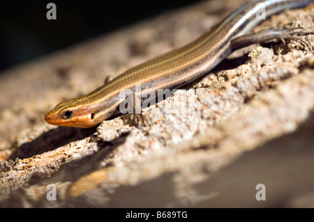 Eidechse auf einen Baum Eumeces Fasciatus fünf gefütterte skink Stockfoto