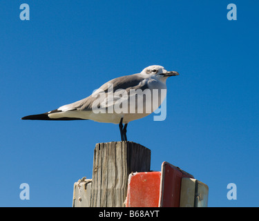 LACHENDE MÖWE AM COCOA BEACH AN DER ATLANTIKKÜSTE VON FLORIDA LARUS ATRICILLA Stockfoto