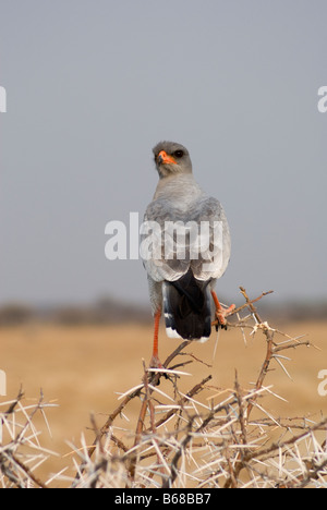 Eine südliche blass singen Goshawk, Melierax Canorus in den Etosha Nationalpark, Namibia Stockfoto