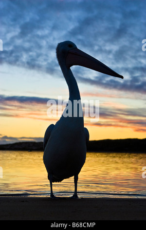 Silhouette von einem australischen Pelikan (Pelecanus Conspicillatus) bei Sonnenuntergang. Kalbarri, Western Australia, Australia Stockfoto