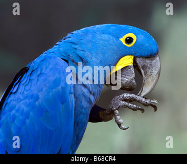 Ein Hyazinth-Ara (Anodorhynchus Hyacinthinus) Stockfoto