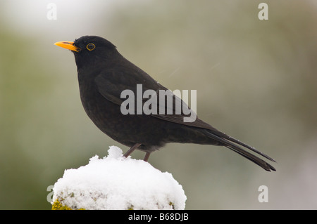 Amsel (Turdus Merula) männlichen im Winter auf Schnee bedeckt Barsch Stockfoto