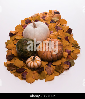 Ein Stillleben-Sortiment von fünf Kürbisse auf einem Bett von Herbst Blätter Stockfoto