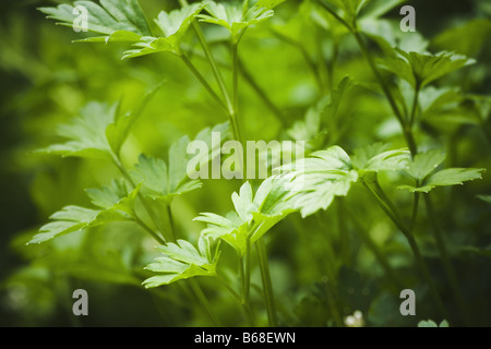 Closeup auf Kerbel Stockfoto