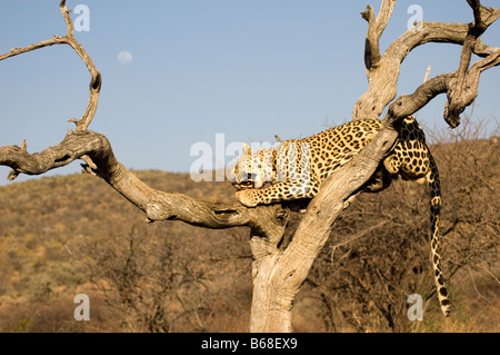 Ein Leopard, Fleisch zu essen, in einem Baum an der Africat Foundation Namibia Stockfoto