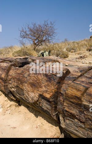 Ein versteinerter Baum an den versteinerten Wald Damarland, Namibia Stockfoto