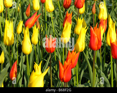 Gärten der Keukenhof in Lisse-Niederlande Stockfoto