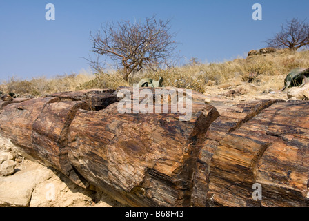 Ein versteinerter Baum an den versteinerten Wald Damarland Namibia Stockfoto