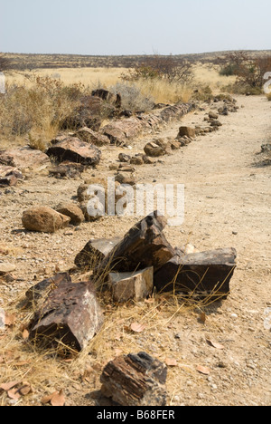 Ein versteinerter Baum an den versteinerten Wald Damarland Namibia Stockfoto