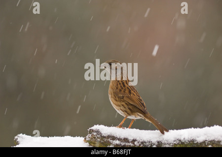 Heckenbraunelle auf Barsch im Winter mit Schnee (Prunella Modularis) Stockfoto