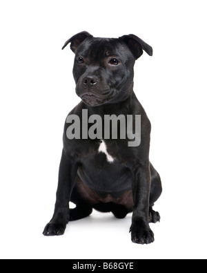 Staffordshire Bullterrier vor einem weißen Hintergrund Stockfoto