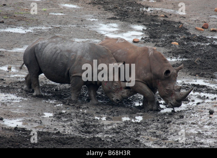 Breitmaulnashörner kämpfen Stockfoto
