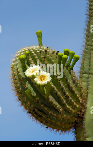 Saguaro-Kaktus in Blüte Stockfoto