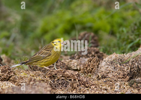 Männlichen Goldammer (Emberiza Citrinella) ernähren sich von Abfällen Korn heap Stockfoto