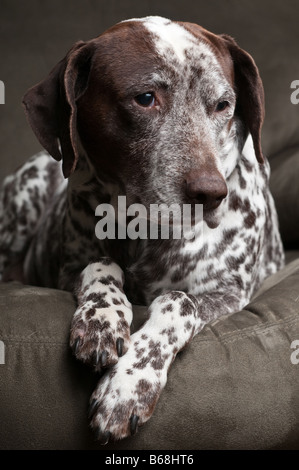 Hübsche Hund auf couch Stockfoto