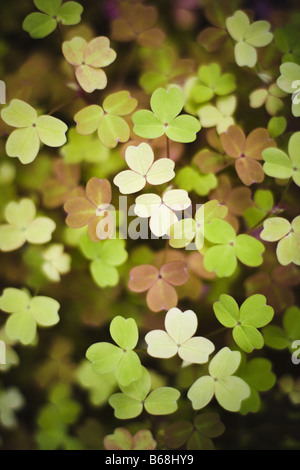 Closeup auf einem Teppich von Klee Stockfoto