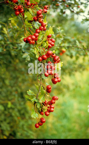 Cluster von Beeren Weißdorn (Crataegus Monogyna), UK. Stockfoto