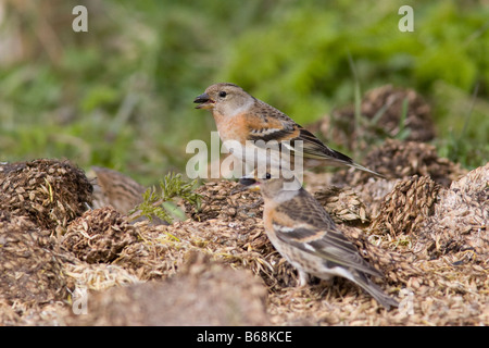 Zwei weibliche Bergfinken (Fringilla Montifringilla) ernähren sich von Abfällen Korn heap Stockfoto