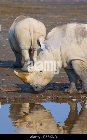 Nashörner in Lake Nakuru National Park Kenia Stockfoto