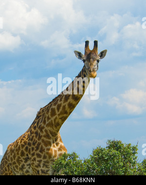 Kopf der Giraffe über blauen Himmel Stockfoto