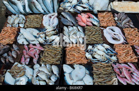 frische Meeresfrüchte auf einem Fischmarkt Stockfoto