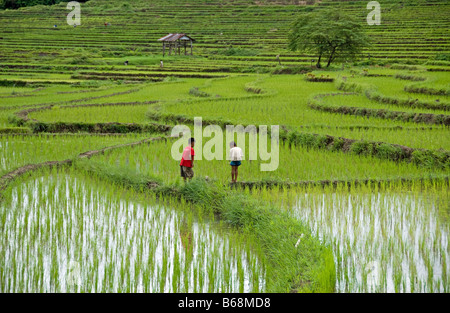 Kinder Jagd Frösche in einem Reisfeld in der Nähe von Luang Prabang, Laos Stockfoto