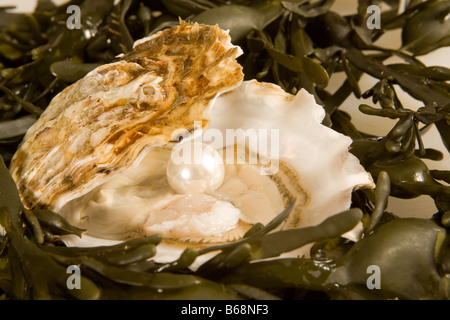 Große weiße Perle in einer offenen Austernschale Stockfoto