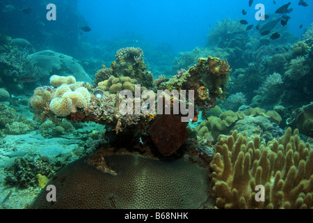 Das seichte Wasser der Lembeh-Straße mit der erstaunlichen Vielfalt an Korallen Stockfoto