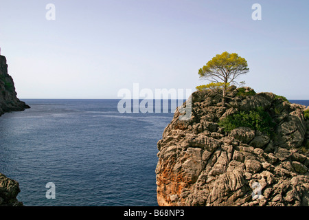 Mallorca Insel Meer Meer Urlaub Landschaft Baum grün schöne schöne, entspannende relax Mediteran Mitte Meer Middlesea Spanien Spanien Stockfoto