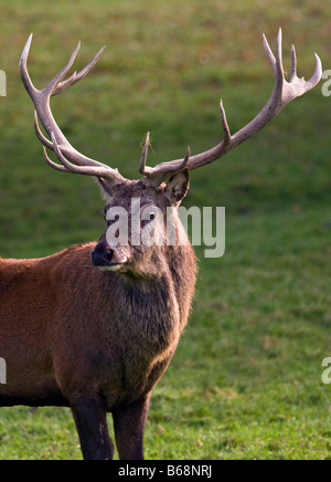 Rotwild-Hirsch (Cervus Elaphus), UK Stockfoto