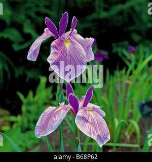 Iris Ensata Forisode Sugata Blüte in einem Moor-Garten am Wakehurst Place Stockfoto