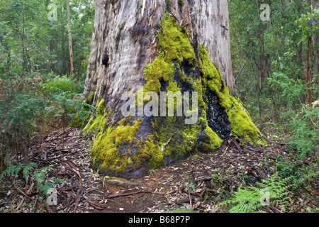 Die Basis eines riesigen Karri-Baumes (Eucalyptus Diversicolor) in der Nähe von Pemberton im Warren National Park in Süd-west Western Australia Stockfoto