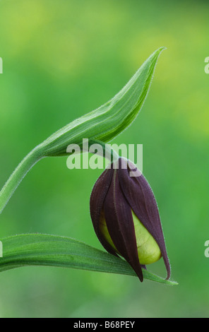 Öffnen der Knospe von einem Frauenschuh Stockfoto