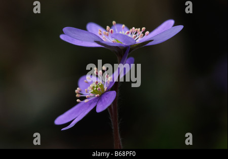 Mohnknospe gerade aufgesprungen. Mohnknospe ist gerade aufgebrochen. Stockfoto